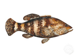 goliath grouper