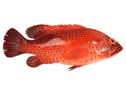 red grouper