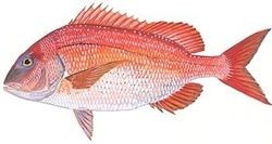 red porgy