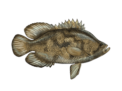 tripletail