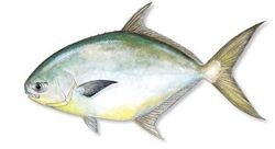 Florida Pompano